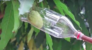 Ceuille Fruit En Vissant Un Manche A Balai Dans Une Bouteille Je Me Simplifierais La Vie Trucs Et Astuces Les Mai Fruit Diy Broom Handle Watering Globe
