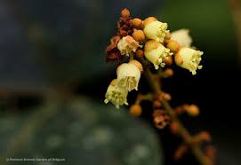 Image result for Manniophyton