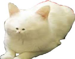 An image tagged white background,meme,funny,fun,dank memes,funny memes. Download Dank Memes Meme White Fur Cat Worm On A String Memes Png Image With No Background Pngkey Com