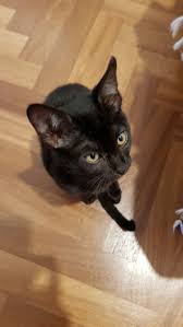 Tetapi, harga dari kandang kucing ini pastinya akan dibandrol dengan harga yang jauh lebih mahal dibandingkan kandang yang biasanya. 101 Jenis Kucing Dari Seluruh Dunia Harganya Lengkap