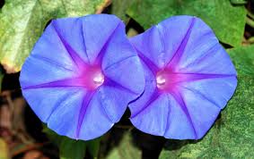 Image result for Ipomoea prismatosyphon