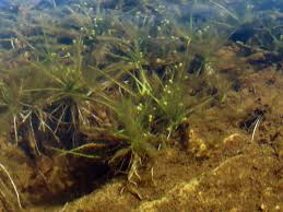 Image result for Subularia