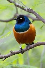 Img 1638 Edit 1024 Jpg Beautiful Birds Pet Birds Colorful Birds