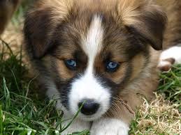 Border collie and german shepherd mix puppy. Border Collie Husky Mix Puppies For Sale Petsidi