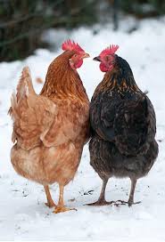 Why Do Birds Fly South For The Winter Joke Chickens In Winter Aves De Corral Gallinas Y Gallos Aves