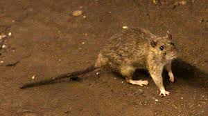 When everyone is blaming the rats for the plague eventhough they werent the ones to transmit it (i.redd.it). California Confirms First Human Case Of The Plague In 5 Years What To Know