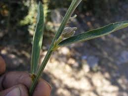 Image result for Crotalaria torrei