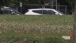 Weekly lawn maintenance, cut and trimming from may 1st to the first friday in october, weather dependent. City Of Edmonton Cuts Down Frequency Of Grass Mowing To Save Money Edmonton Globalnews Ca