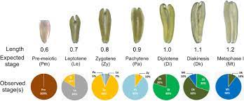 Advertisements however, for the sake of completeness we will consider some of the major meiotic events and their implications. Meiocapture An Efficient Method For Staging And Isolation Of Meiocytes In The Prophase I Sub Stages Of Meiosis In Wheat Bmc Plant Biology Full Text