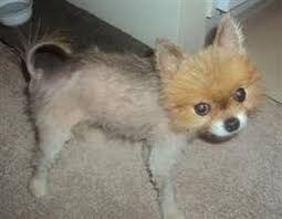 We did not find results for: Pomeranian Hair Growth Shedding Length Loss