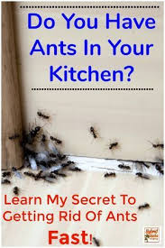 How To Get Rid Of Ants 9 Natural Ways To Prevent Ants Get Rid Of Ants Rid Of Ants Kitchen Ants