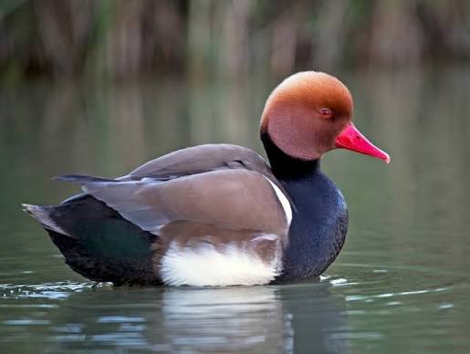Red-crested Pochard - eBird