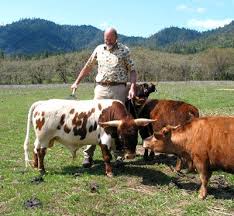 Miniature Donkeys Cattle For Sale Benson Ranch Miniature Cattle Miniature Cows Cow Photos