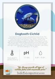 Image result for Odontosoria afra