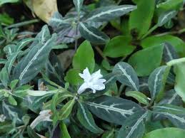 Image result for Ruellia makoyana