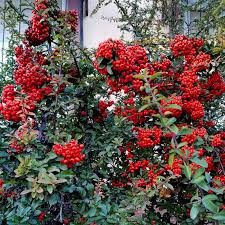 Image result for Pyracantha coccinea red column