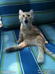 صور قطط مضحكة جدا 2015 مجلة مايا Funny Animal Pictures Funny Animals Funny Cats