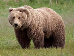 Kishtwar High Altitude National Park In Jammu Kashmir India Bear Pictures Brown Bear Bear Species