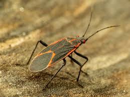 This page is about what is a box elder bug,contains box elder bugs how to control, kill & get box elder bugs can become major pests if left untreated. How To Get Rid Of Boxelder Bugs Permanently 2021 Bugwiz