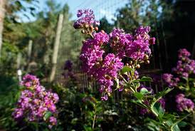 We did not find results for: Lagerstroemia Indica Zuni Crape Myrtle For Sale