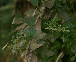 Image result for Cyphostemma congestum