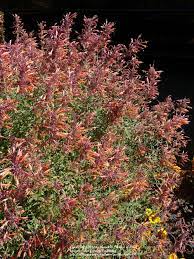 Apache sunset jewel of the sierra madre. Photo Of The Entire Plant Of Sunset Hyssop Agastache Rupestris Apache Sunset Posted By Duane456 Garden Org