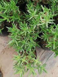 Image result for Crassula granvikii