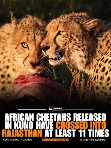 In India, cheetahs were valued as hunting companions, and in Hindi, they were known as “Chita” or the “spotted one” and frequently called “hunting leopards.” This fastest moving animal on land was