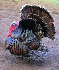 The bronze has been the most popular turkey variety for most of american history. Bronze Turkey Wikiwand