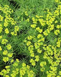 Image result for Euphorbia dolichoceras
