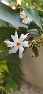Parijat Beautiful Flowers Beautiful Flowers