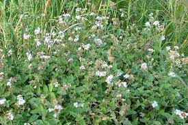 Ageratum Houstonianum