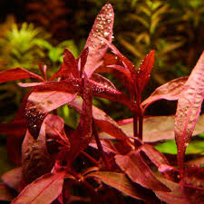 Image result for Alternanthera sessilis