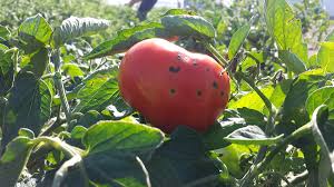 Image result for Pseudomonas syringae