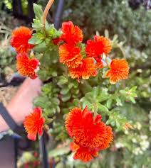 Image result for Portulaca foliosa