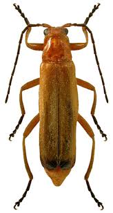 Image result for Brachyachne fulva