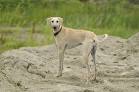 Sloughi Dog Breed Information - American Kennel Club