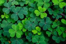 St patrick used shamrocks in his religious teachings and as such they were seen as holy plants by many of the irish population. St Patrick S Day Traditions That Will Bring You Luck Reader S Digest