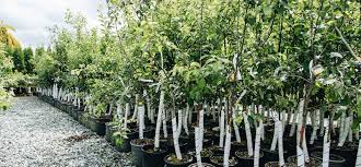 The golden yellow fall color of cherry trees adds a whole new dimension to the fall landscape. Fruit Trees Plant Care Cedar Rim Nursery Langley Bc