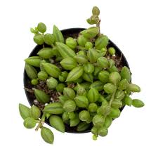 Image result for Senecio letouzeyanus