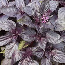 Image result for Ocimum basilicum