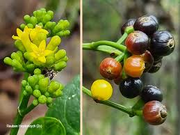 Image result for Psychotria capensis