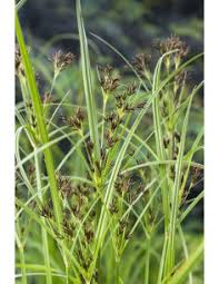 Image result for Cyperus longus