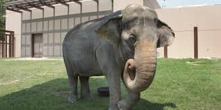 Enjoy these free coloring pages to color, paint or crafty educational projects for young children, preschool, kindergarten and early elementary. Asian Elephant Smithsonian S National Zoo