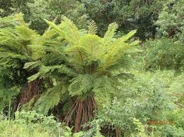Image result for Cyathea dregei