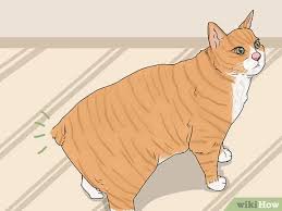 The pointed pattern (as seen in the siamese) is not permitted, nor is chocolate or lavender. How To Identify A Manx 13 Steps With Pictures Wikihow