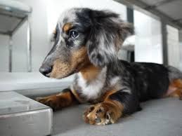 Long Haired Silver Dapple Miniature Dachshund Such A Pretty Pup Mini Dachshund Wiener Cute Raaaa Dachshund Puppies Dachshund Puppy Miniature Dapple Dachshund
