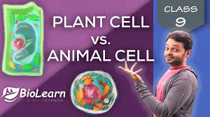 Check spelling or type a new query. Plant Cell Vs Animal Cell Difference Between Plant Animal Cells Class 9 Icse Biology Biolearn Youtube