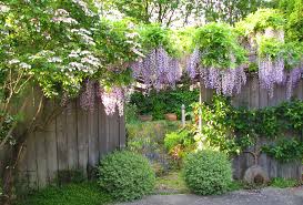 Image result for Wisteria
