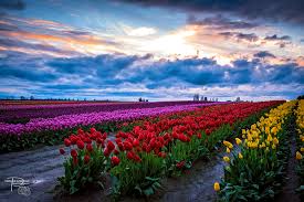 Are there activities or events for children? Skagit Valley Tulip Festival Official Skagit Valley Tourism Website